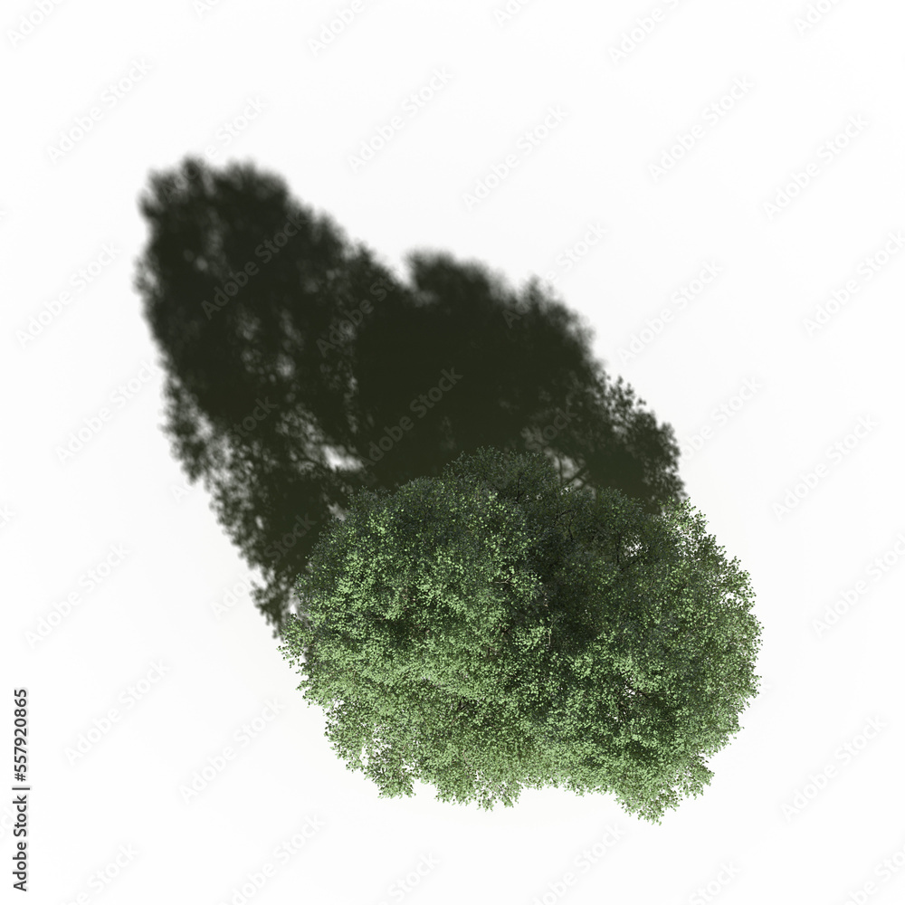 tree with a shadow under it, top view, isolate on a transparent background, 3d illustration tree with a shadow under it, top view, isolate on a transparent background, 3d illustration