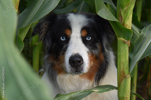 Dog with blue eyes in corn field
