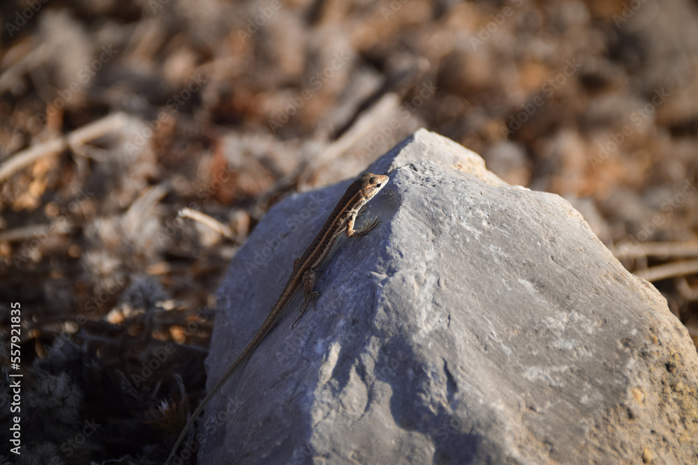 Lizard on stone on the beach. Nature, wildfilfe animal in sunset hour. Lizard on stone on the beach. Nature, wildfilfe animal in sunset hour.