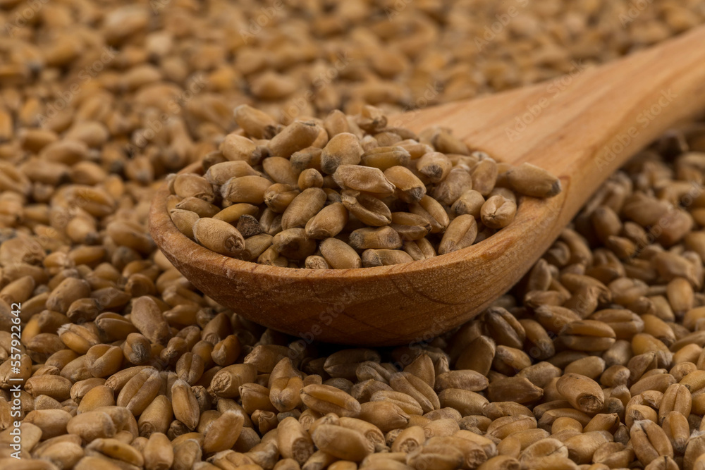 Wheat grain on white Wheat grain on white