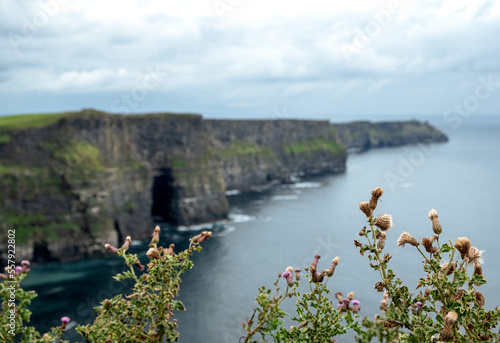 Purple flowering plant at the Cliffs of Moher