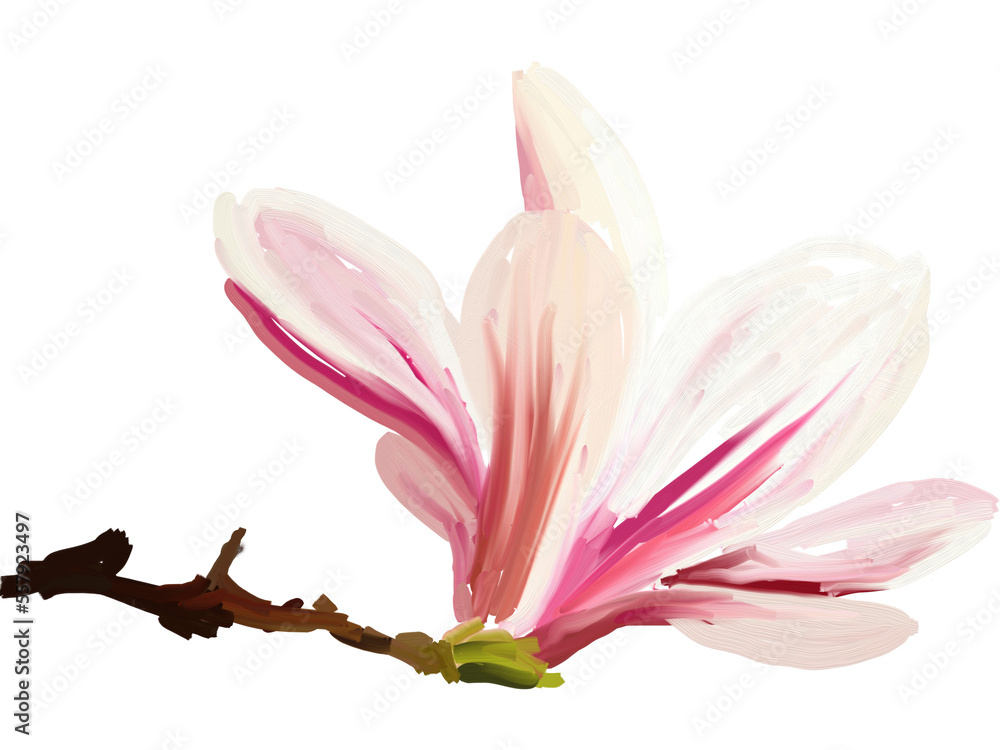 Naklejka premium Pink magnolia flower, blossom hand drawn flower