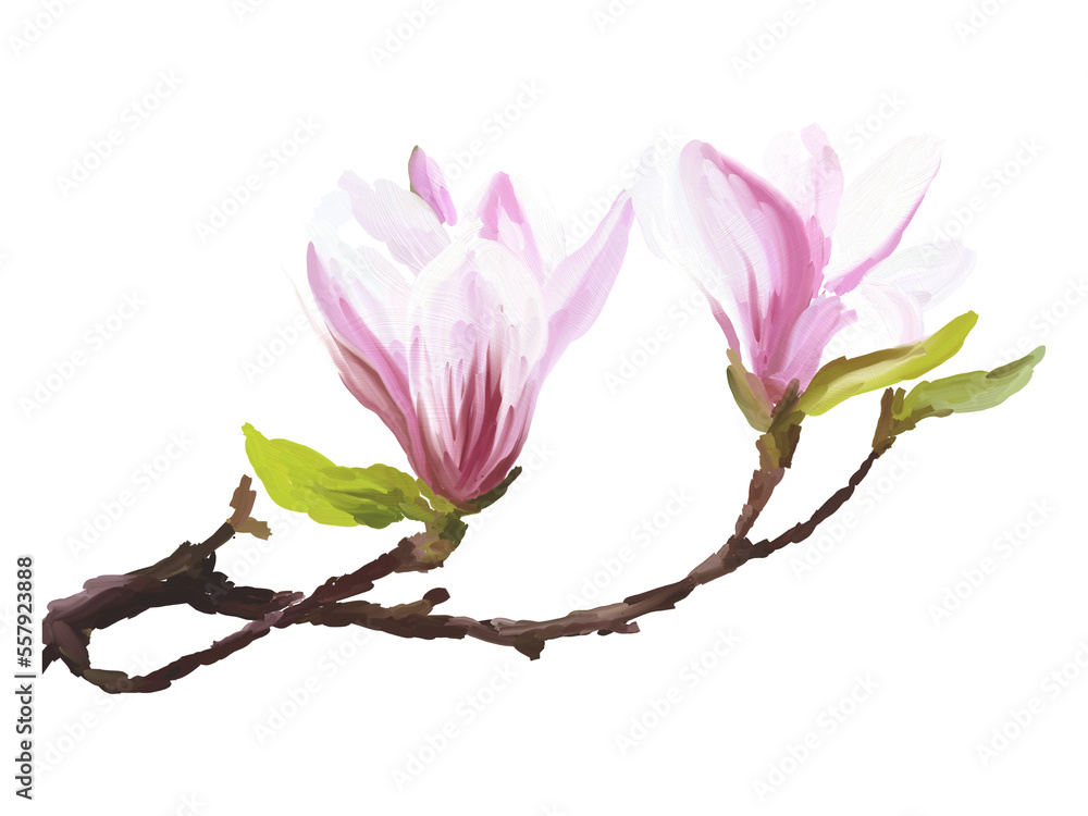 Naklejka premium Pink magnolia flower, blossom hand drawn flower