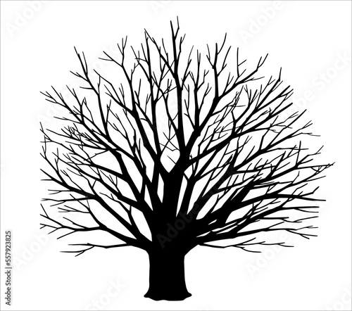 Tree without leaves on white vector illustration