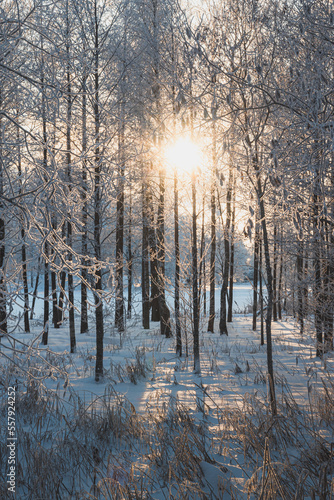Winter landscape.The sun shines through the frosty branches 