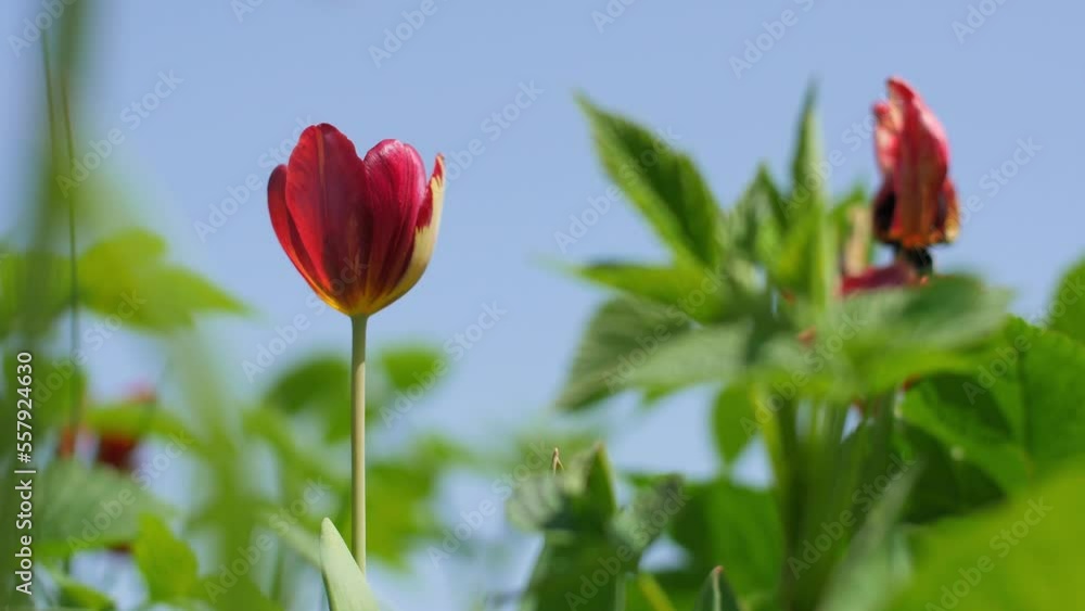 Beautiful tulip in the yard. Beautiful tulip in the yard.