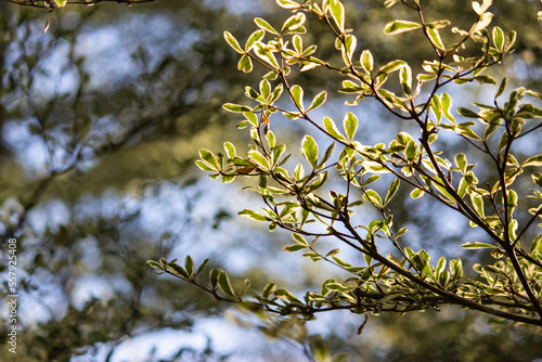 Terminalia microphylla under light and shadow