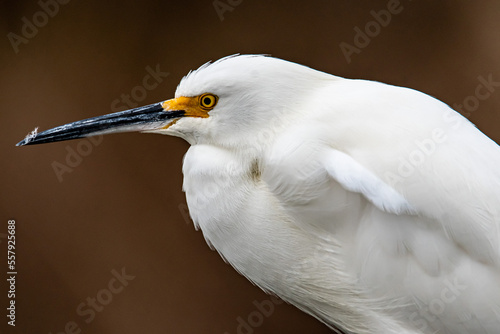 Snowy Egret