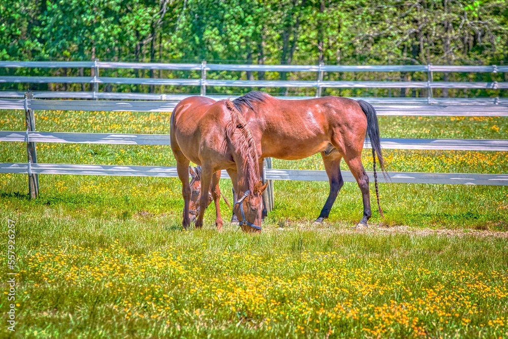 Naklejka premium horse in a field