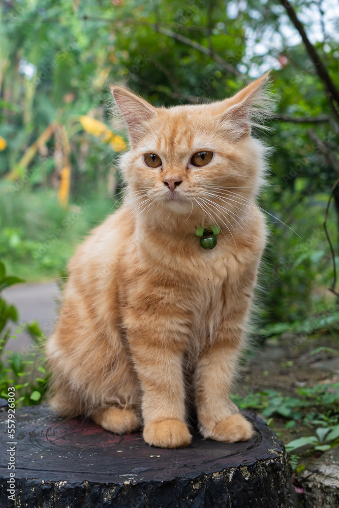 pet cat playing in the yard