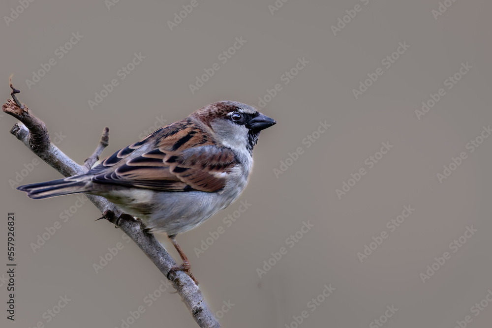 a close up of a Common house sparrow on a branch with a clear and smooth background a close up of a Common house sparrow on a branch with a clear and smooth background