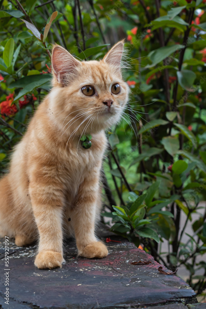 pet cat playing in the yard