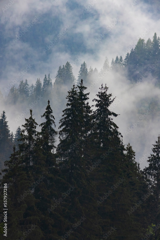 mystical mists in a deep spruce forest