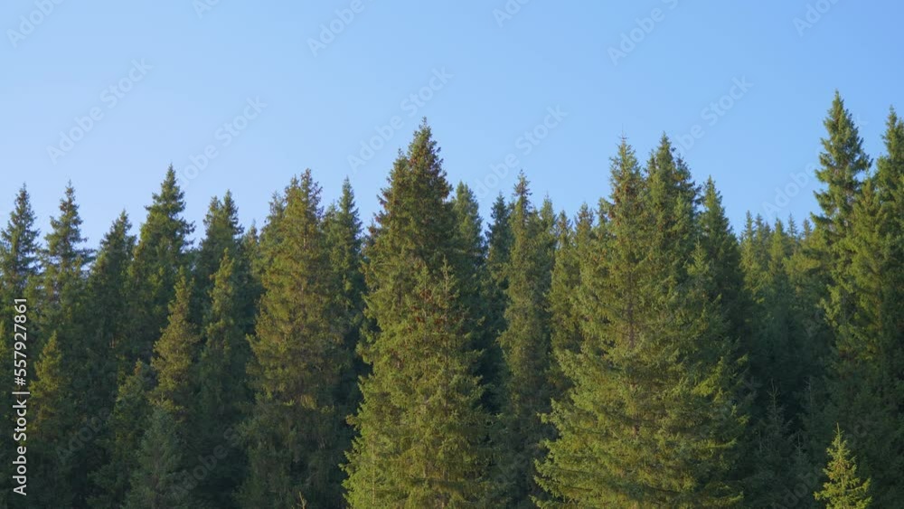 High Pine Trees On Clear Blue Sky Day High Pine Trees On Clear Blue Sky Day