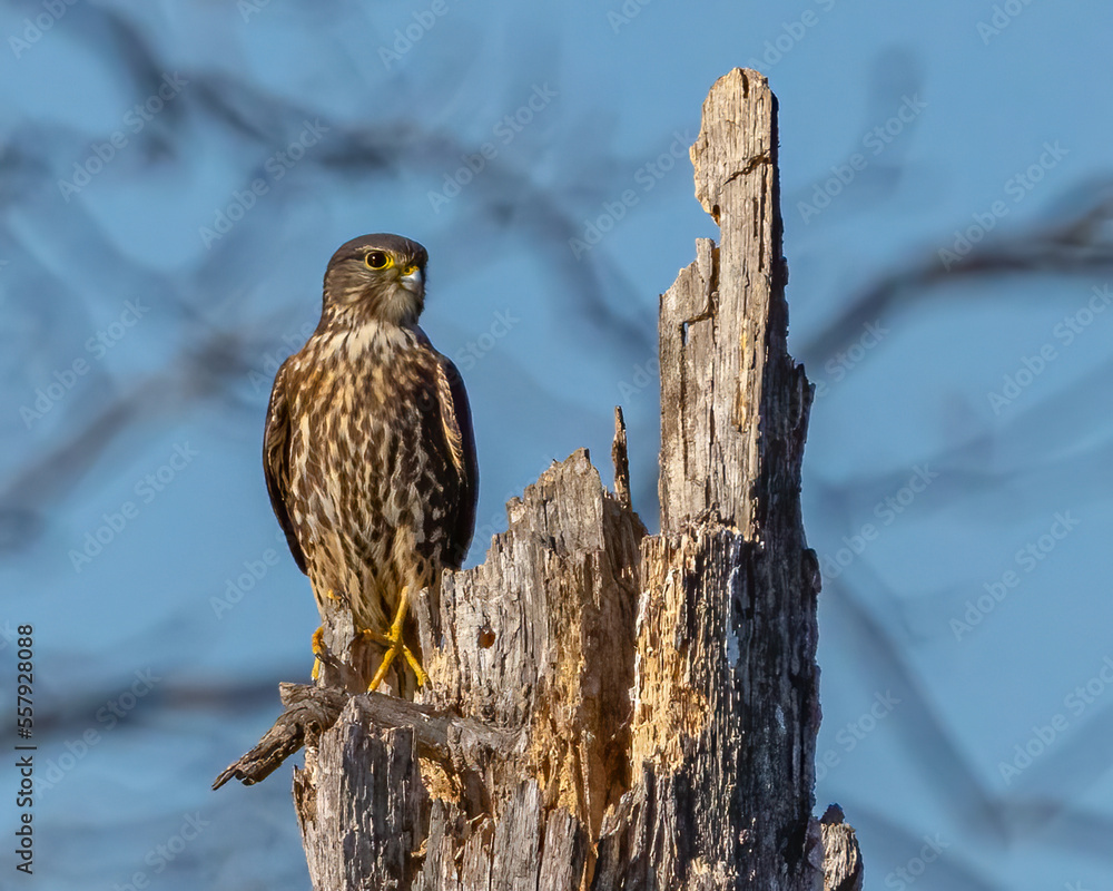 Merlin Raptor on a perch and in flight Stock-Foto | Adobe Stock