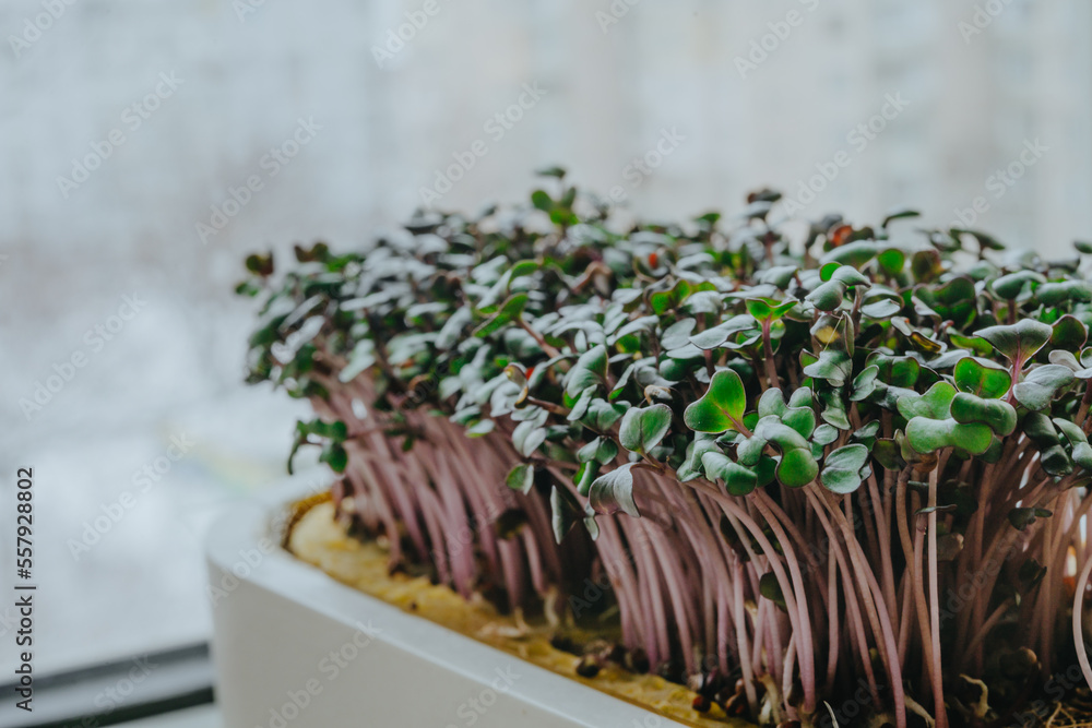 Microgreens of cabbage in a white pot on windowsill