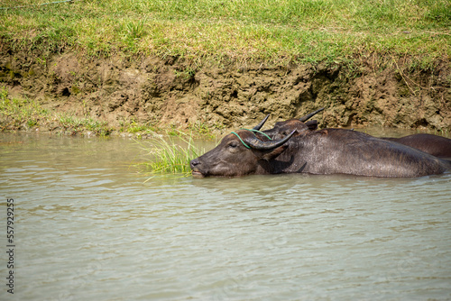 Buffalo in the water