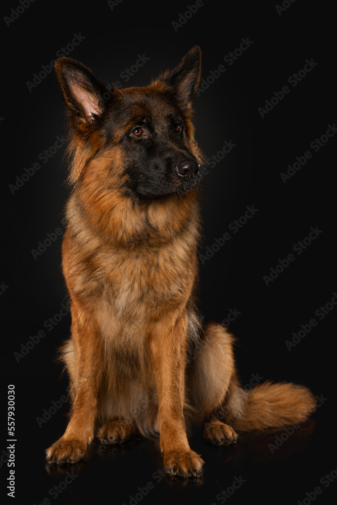 German shepherd dog sitting on black background