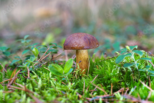 Marone Pilz im Herbstwald - brown Bay Bolete mushroom in autumn forest photo