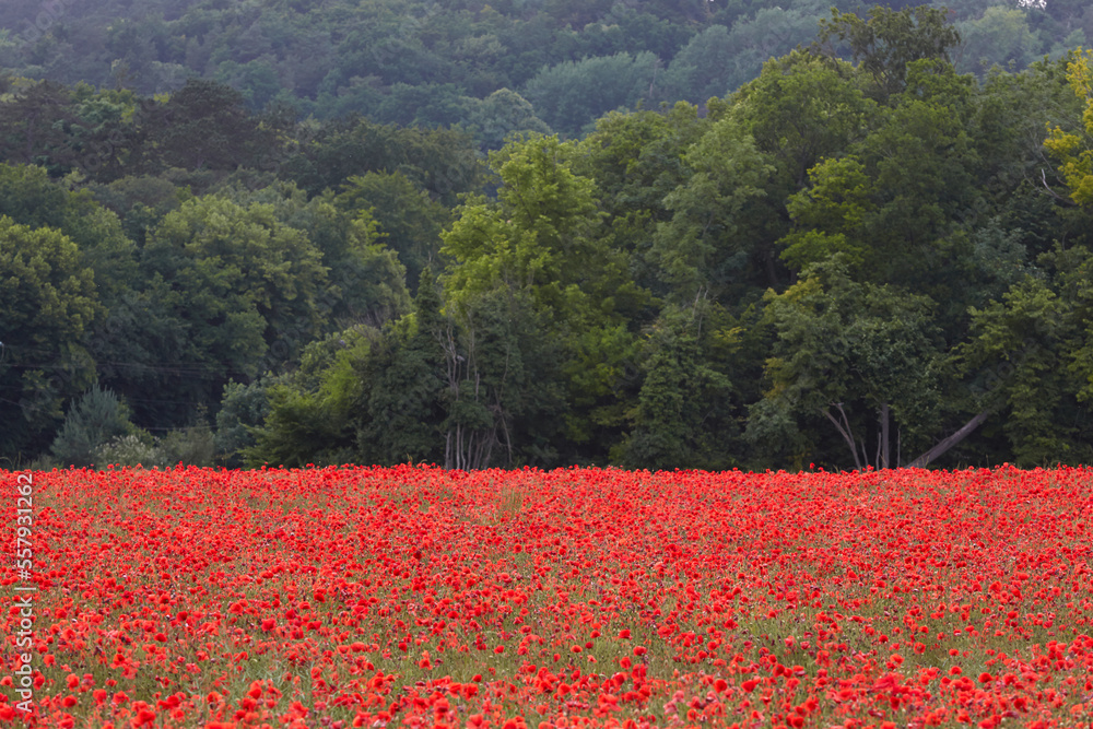 Poppies