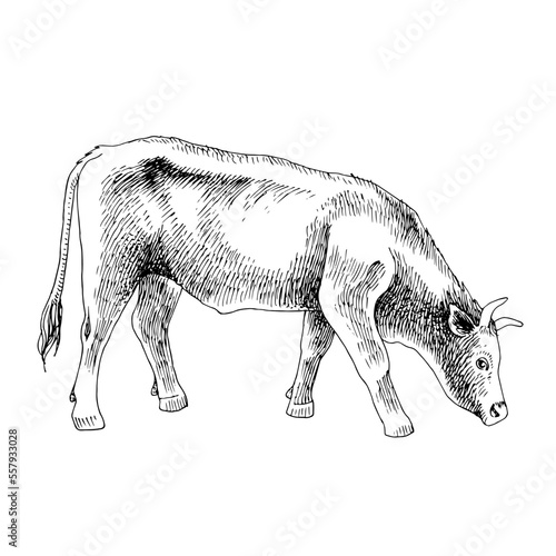 Hand drawn cow, isolated on a white background