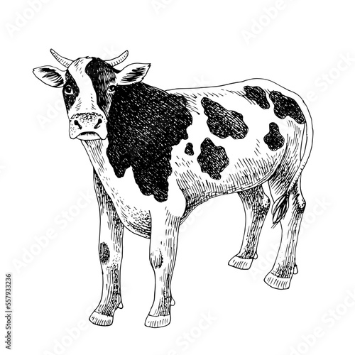 Hand drawn cow isolated on white background