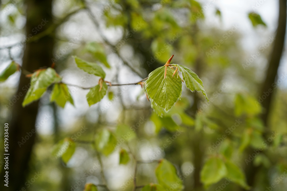 Close up of fresh green leaves in spring Close up of fresh green leaves in spring