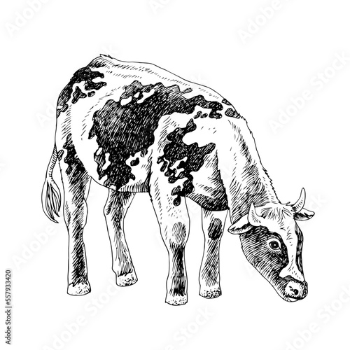 Hand drawn cow, isolated on a white background