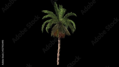 East palm with alpha channel