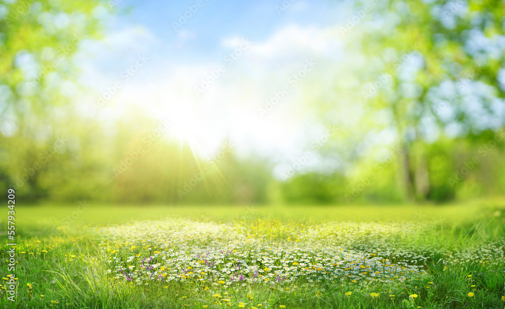 Beautiful blurred spring background nature with blooming glade, trees and blue sky on a sunny day. - obrazy, fototapety, plakaty 