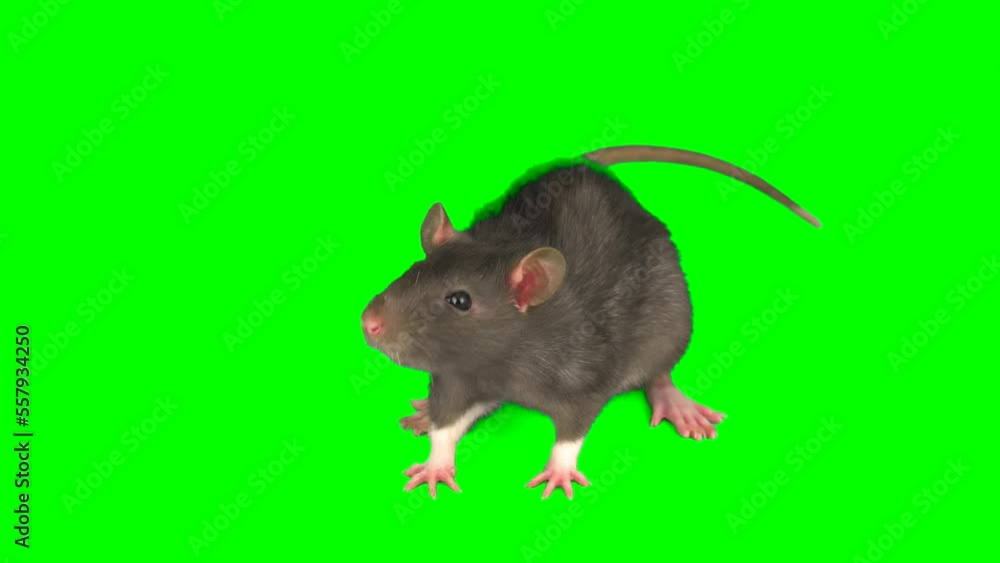 rat on green screen background rat on green screen background