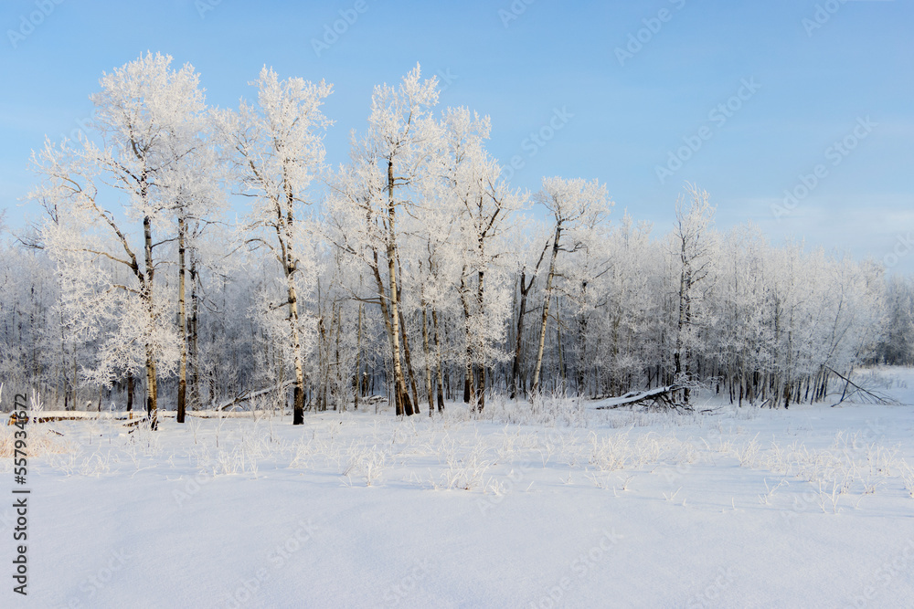 hoar frost covered trees with bright blue sky hoar frost covered trees with bright blue sky
