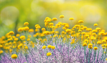 Acrylglasbilder Orange Cute fluffy little yellow wildflowers in nature on a meadow on sunny spring or summer day. Soft selective focus.  © Laura Pashkevich