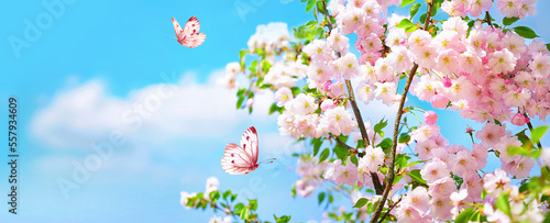 Large-format spring image of blooming nature. Branches of pink cherry blossoms and fluttering butterflies against a blue sky with clouds on bright sunny day. © Laura Pashkevich