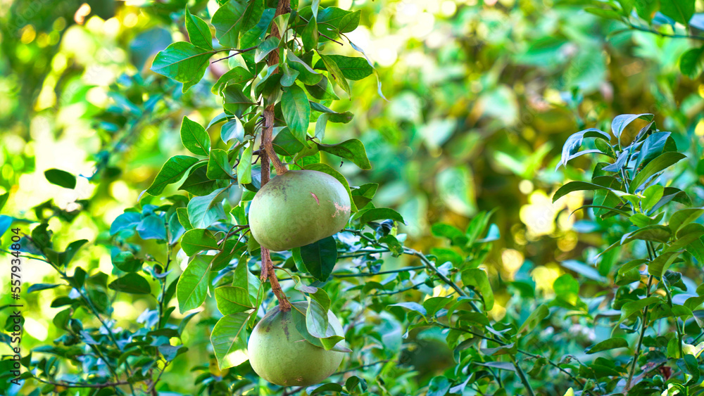 Indian bael fruit or wood apple fruit (aegle marmelos) in a brass plate