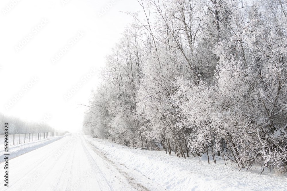 Obraz premium hoar frost on trees going down fenced road