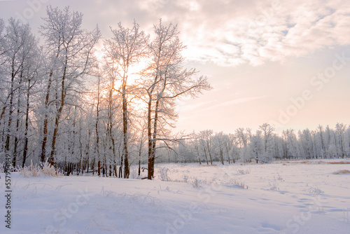 sunrise in winter landscape with hoar frost covering trees