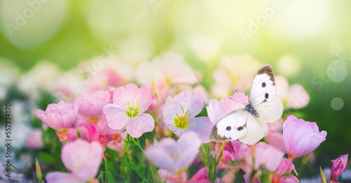 Cheerful colorful spring floral background with crocus flowers and white butterfly on bright sunny day. Spring nature scene.