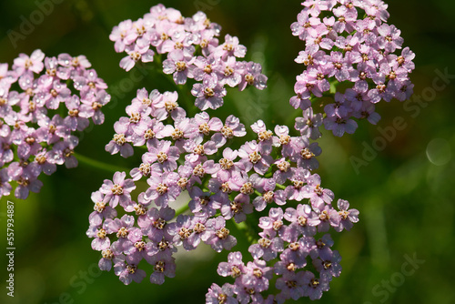 Schafgarbe (Achillea millefolium L.)	
 photo