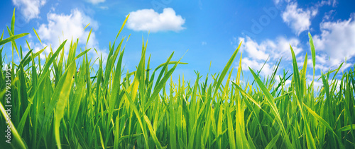 Beautiful wide format macro image of growing young juicy fresh green grass against a blue sky with clouds in nature summer or spring.