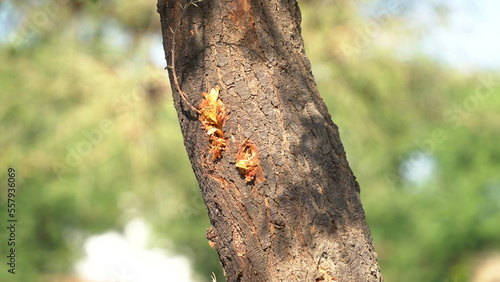 Nature Photo Acatia Tree Focussed on yellow Flowers kikar babul Acacia gum arabic tree photo