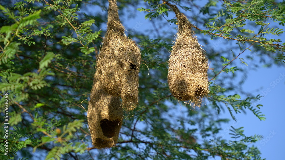Wildlife Weaver Birds Nest on Bamboo Tree in Nature Outdoor. Baya
