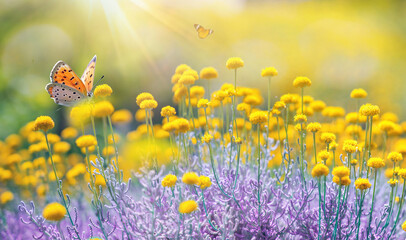 Cheerful buoyant spring summer shot of yellow Santolina flowers and butterflies in meadow in nature outdoors on bright sunny day, macro. Soft selective focus.