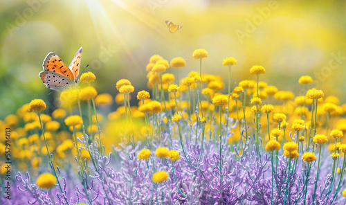 Fotografija Cheerful buoyant spring summer shot of yellow Santolina flowers and butterflies in meadow in nature outdoors on bright sunny day, macro