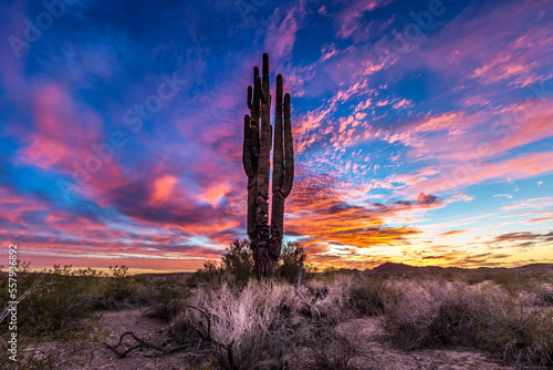 Foto Arizona Desert