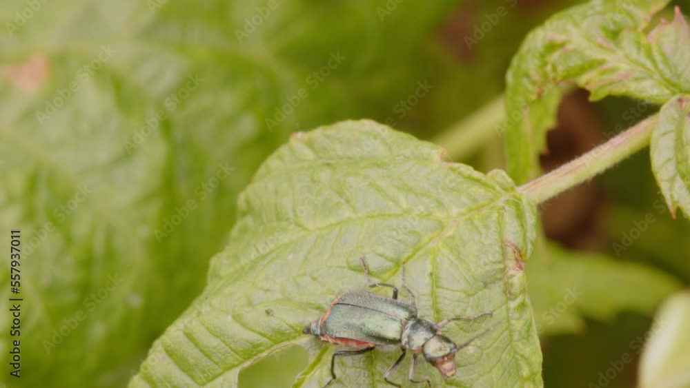 Coléoptère de la famille des Malachiidae sur une feuille verte dans un jardin