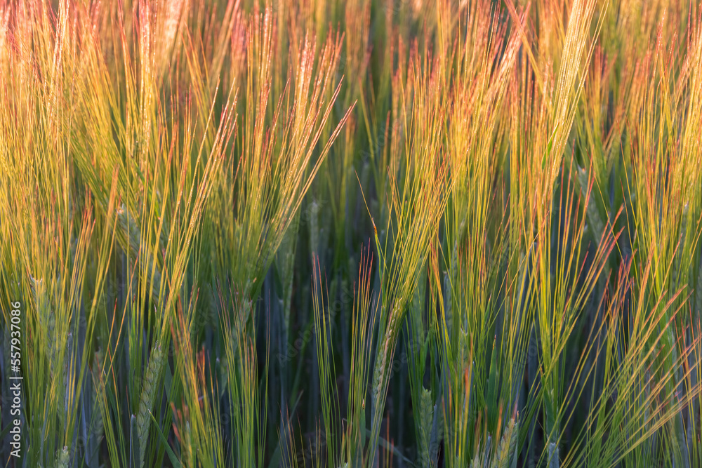 Background from shiny ripening spikelets of barley Background from shiny ripening spikelets of barley