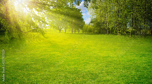 Fototapeta Naklejka Na Ścianę i Meble -  Beautiful warm summer widescreen natural landscape of park with a glade of fresh grass lit by  sun.