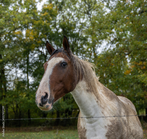 portrait cheval bicolor