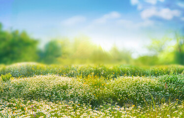 Beautiful blurred spring background nature with blooming glade chamomile, trees and blue sky on a sunny day.